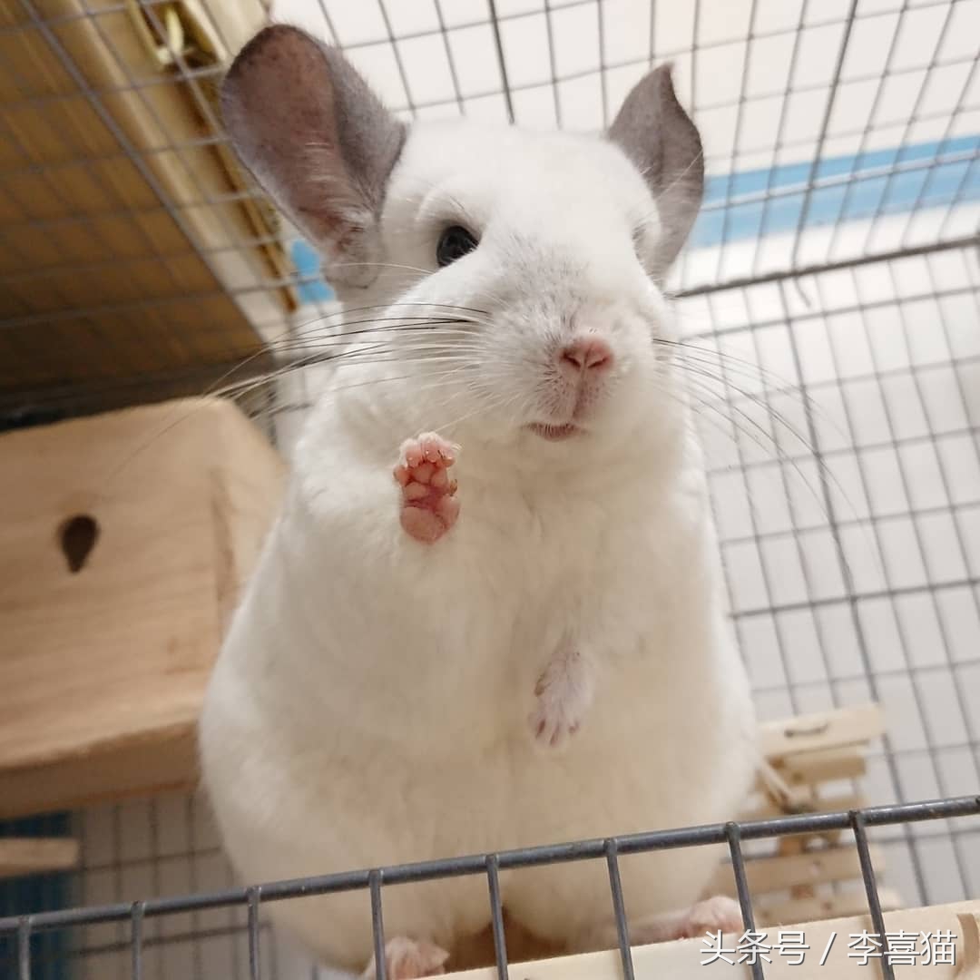 除了仓鼠猫狗以外的小型宠物推荐,除了猫狗还有什么可爱的家养宠物