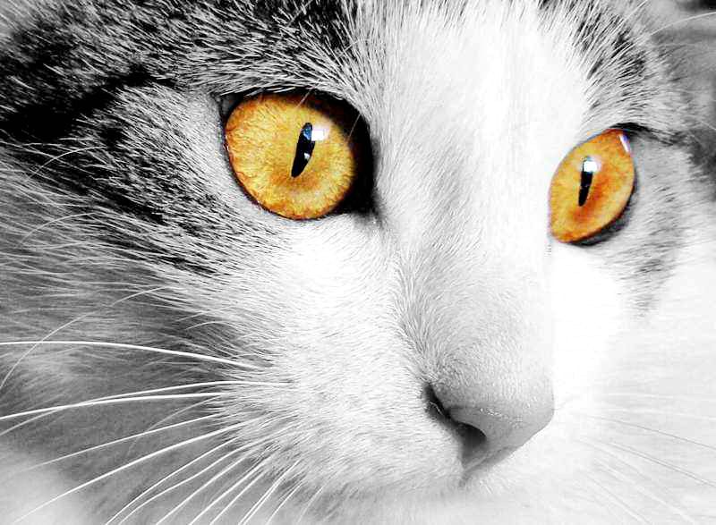 猫咪打喷嚏干呕吐不出来怎么回事,猫咪生病了吐了吃什么药