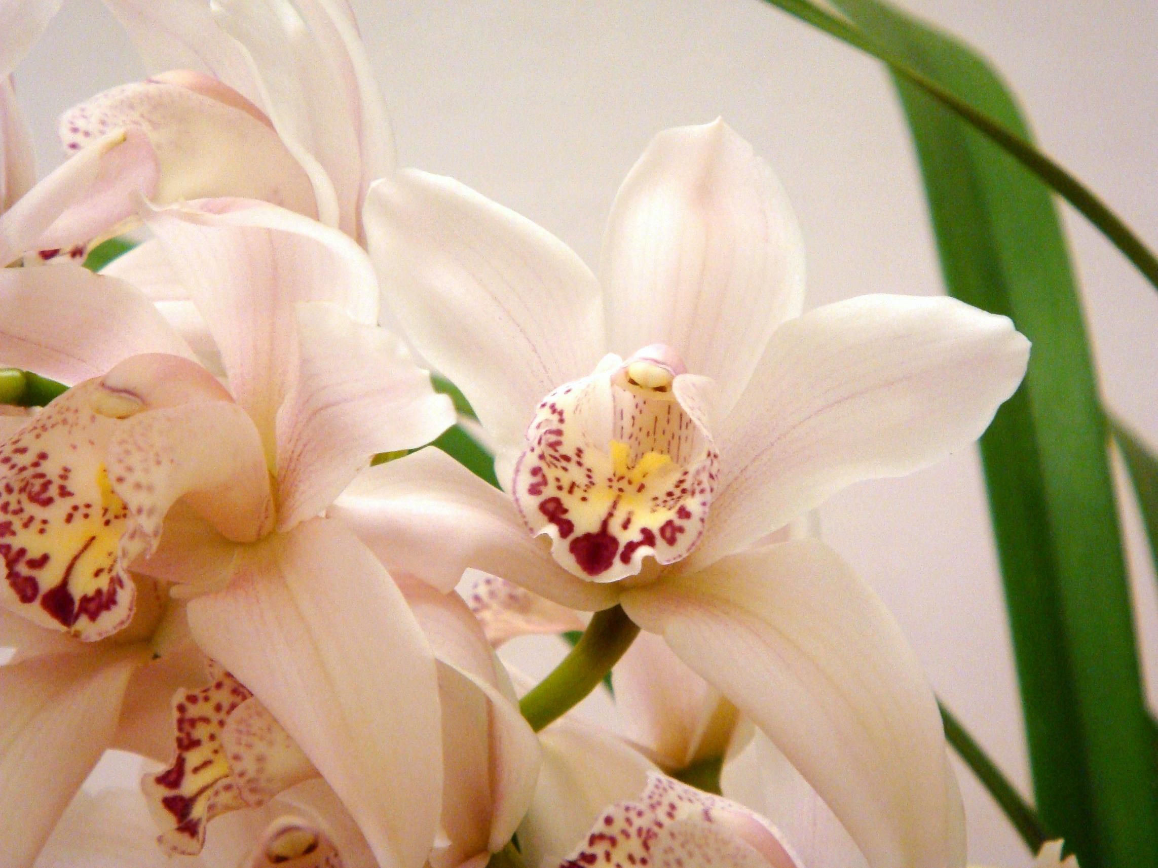 兰花叶尖焦黄是什么原因,兰花叶尖焦黄用什么药