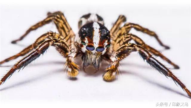 小孩被毒蜘蛛咬伤,小男孩被蜘蛛咬伤了