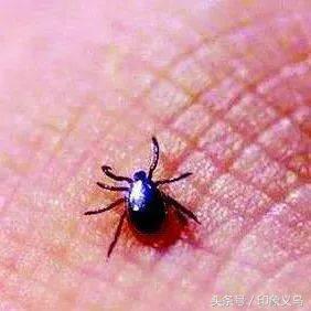 小孩被毒蜘蛛咬伤,小男孩被蜘蛛咬伤了