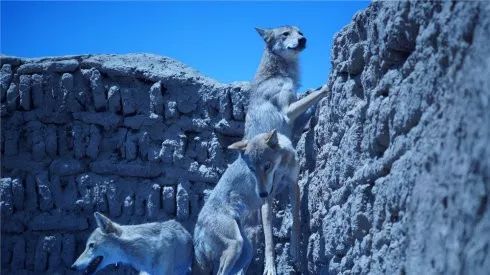 草原马背上的守护者,草原雄鹰的守护神