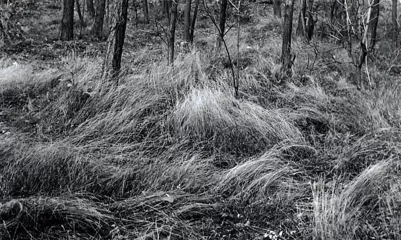 你看见穿过草地从雾中飘来的死气了吗｜罗伯特·瓦尔泽