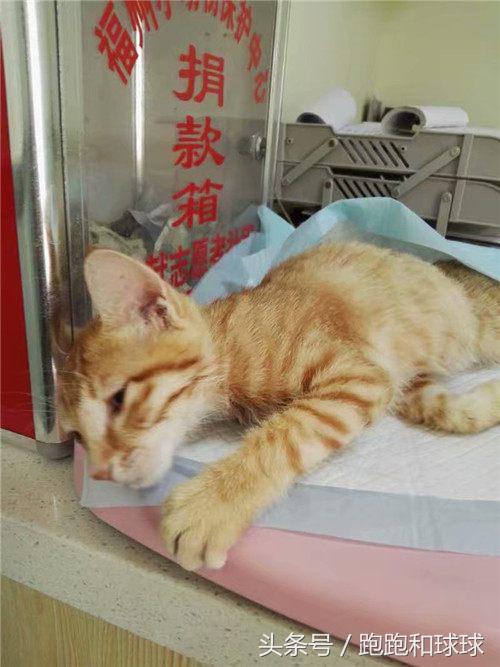 铲屎官必看养猫人最怕的3件事 (橘猫被铲屎官坑惨啦)