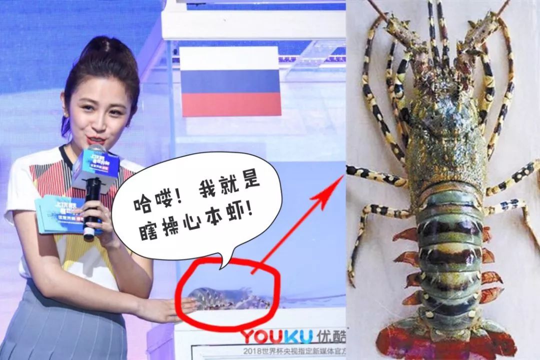 专治不服!看了十多年世界杯,你的准确率可能还不如一只大龙虾