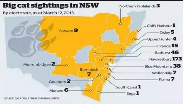 澳洲未解之谜，它又出现了！幽灵猫现，必有血案！