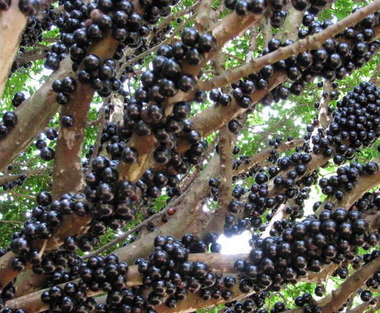 热带水果珍宝果,珍宝果属于什么水果