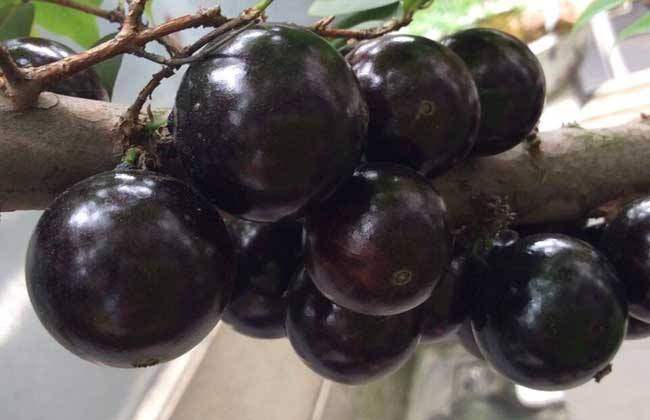 热带水果珍宝果,珍宝果属于什么水果