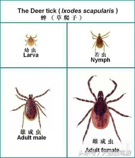 蛇虫叮咬怎么去除,避免蛇虫咬伤的安全措施