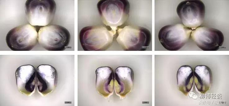 煮玉米会变色是什么情况,新鲜黑糯玉米会掉色染色吗