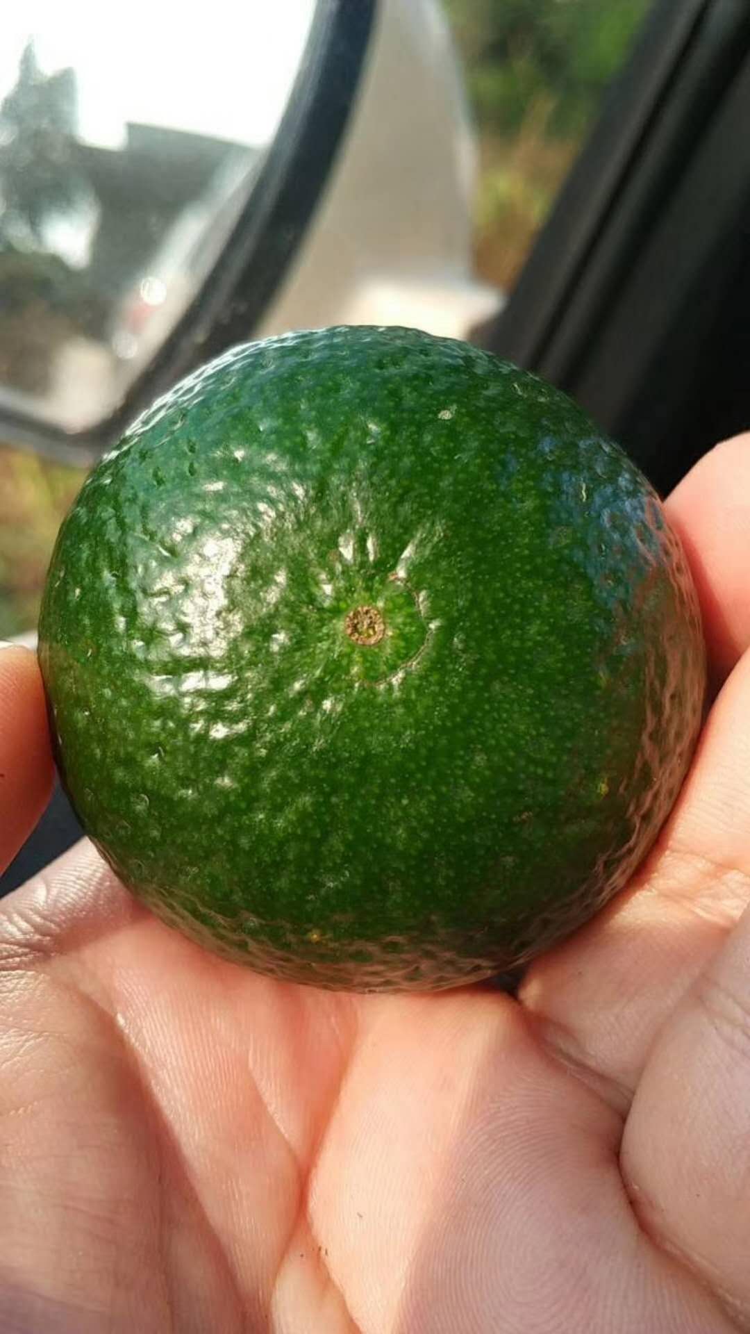 小青柑普洱茶如何辨别真假,小青柑普洱茶如何辨别