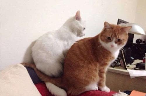 那些为了博眼球而自毁前途的网红,博人眼球的网红