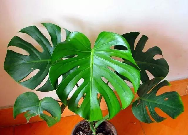 多肉绿植浇水的正确方法,多肉植物养花知识大全与技巧