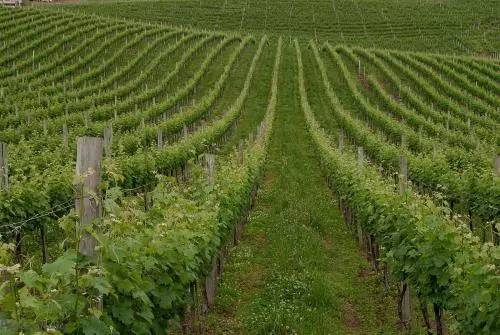 红酒世界杯,中国葡萄酒大赛获奖红酒