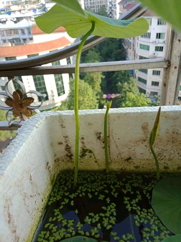 海碗养碗莲,四季开花碗莲生长全过程