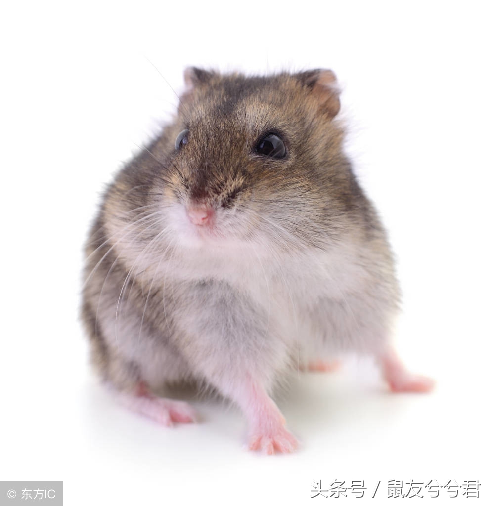 小仓鼠怎么避免生病或死亡,生病仓鼠饮食注意什么问题