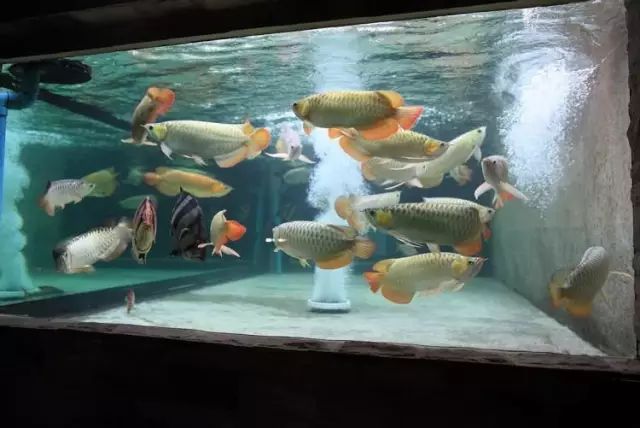 经典混养搭配,混养的问题及解决方法