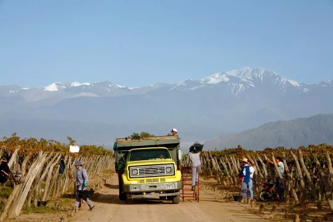 阿根廷真的能没有梅西吗,阿根廷这次有梅西吗