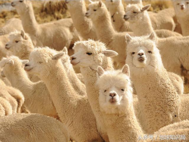 阿根廷是如何从富有变成贫穷的,阿根廷是怎么打败美国的