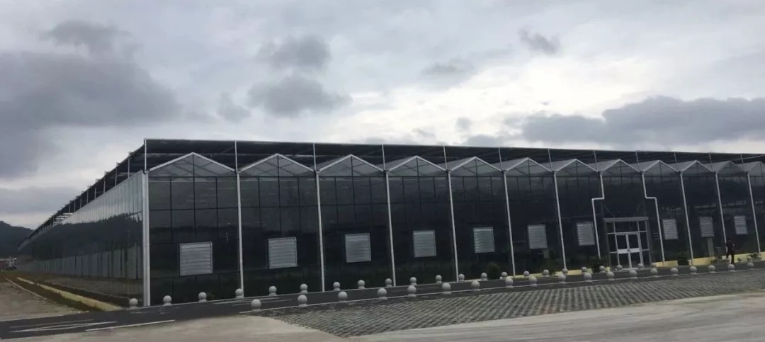 靠这些奇特“果果”也能致富？科技扶贫如有神助！