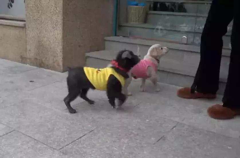 母狗将幼崽藏在下水管里,母狗总是把狗仔藏起来