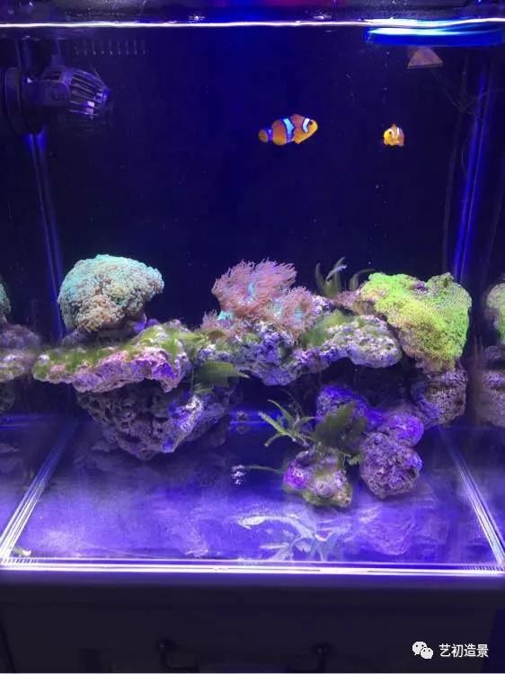 海缸方缸最合适的尺寸,超大海缸开缸教程新手入门