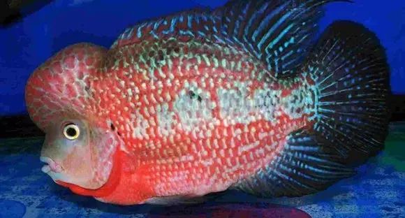 闆岄泟楸肩殑姝ｇ‘閰嶅鏂规硶,绉嶉奔濡備綍閰嶅