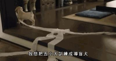 那些催人泪下的狗狗电影大盘点,介绍几个好看的关于狗狗的电影