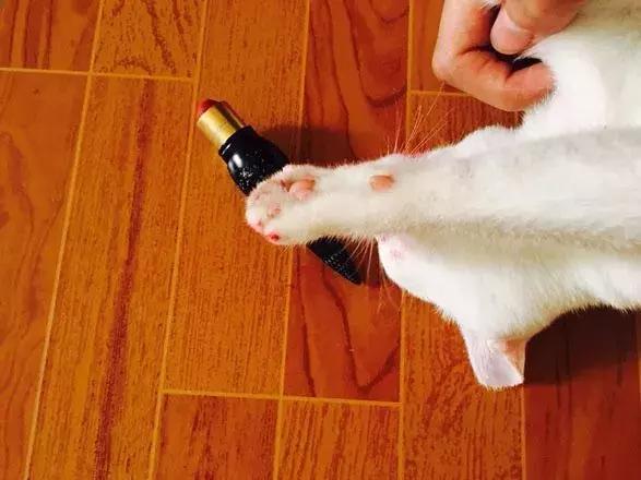 猫咪对主人发狠攻击状态怎么办,猫咪对主人发狠攻击可以打吗