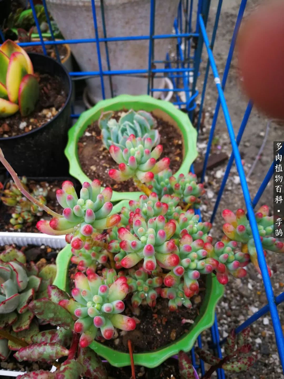 10种养不死的多肉新手的首选,露养多肉的100种方法