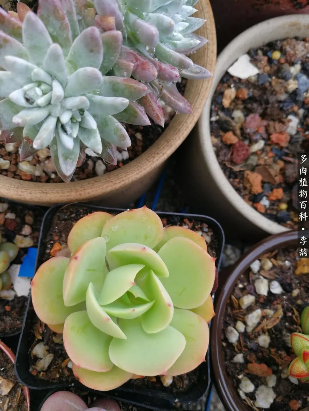 10种养不死的多肉新手的首选,露养多肉的100种方法