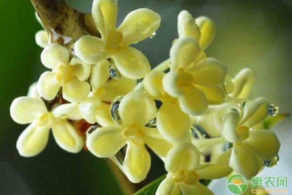 农村种植哪些果树可以致富,农村山坡种植什么可以致富