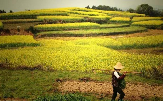 农村种植合作社如何申请免息贷款,家庭农场农业贷款怎么申请