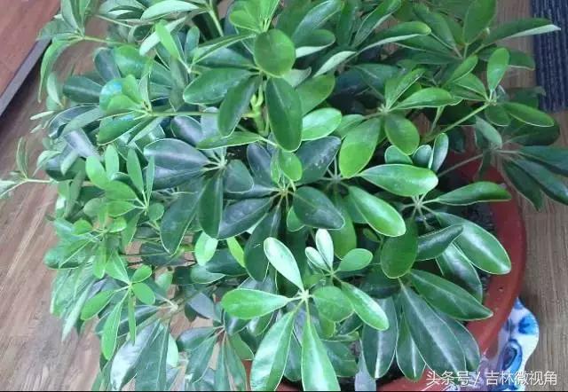 比绿萝吸甲醛更好的植物,最吸甲醛的绿植绿萝