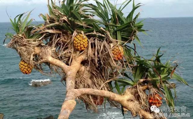 南澳海边一种神秘果实，99%的人不知道的奇特功效！