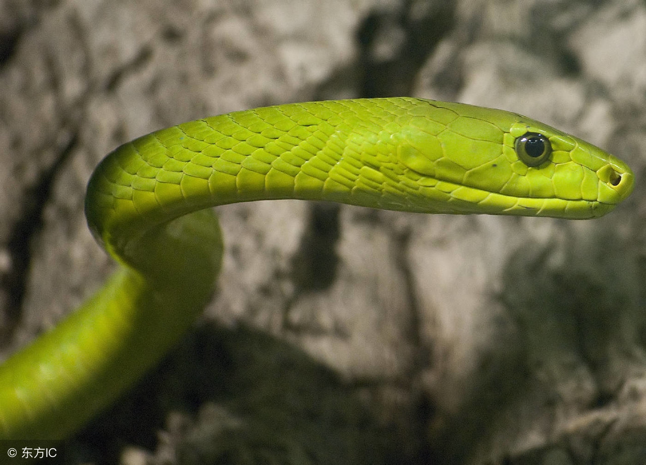 大金蛇的婚姻怎么样,大金蛇的最佳婚姻