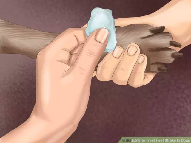 狗狗夏日中暑怎么办,夏季狗狗中暑怎么办