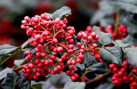 花椒落果最佳治疗方法,花椒落果时间