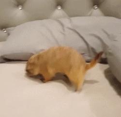 超级黏人的土拨鼠,黏人的土拨鼠