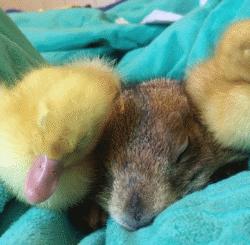 超级黏人的土拨鼠,黏人的土拨鼠