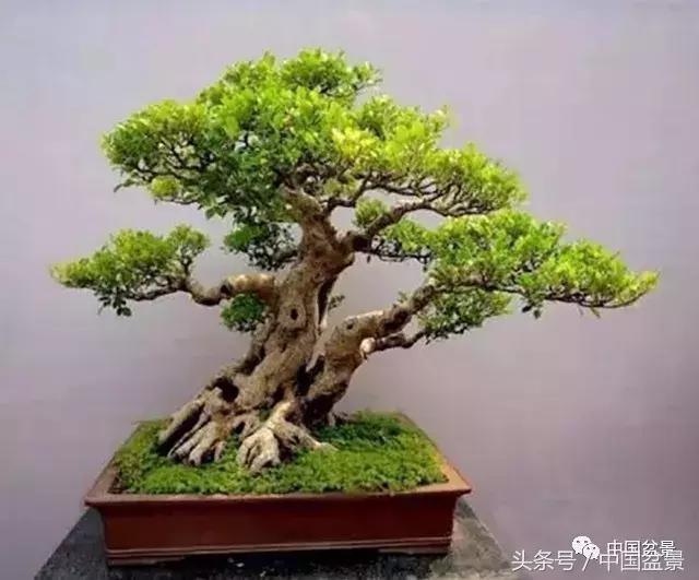 榕树盆景欣赏,欣赏盆景的感受句子