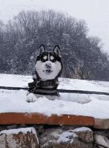 搞笑gif妹子什么都不用说了我认输,搞笑gif妹子你对自己有点自信了啊