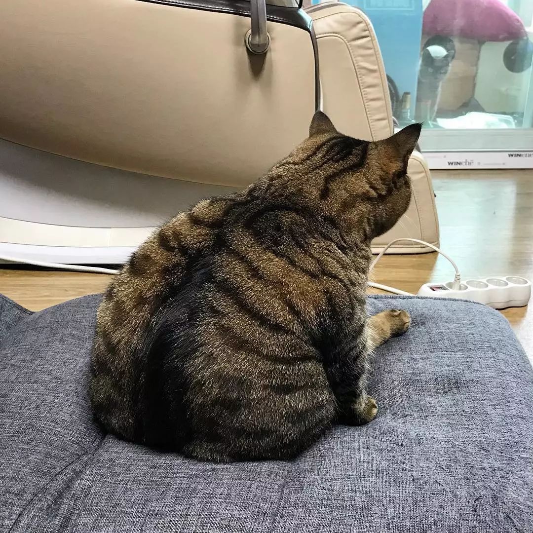 看着这只胖得圆滚滚的喵星人，想到了现在看世界杯天天吃夜宵的我