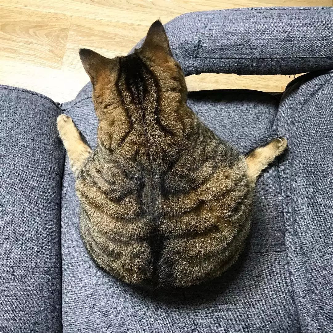 看着这只胖得圆滚滚的喵星人，想到了现在看世界杯天天吃夜宵的我