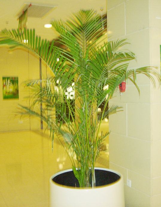 哪些竹子盆景好养,有什么好养的竹子