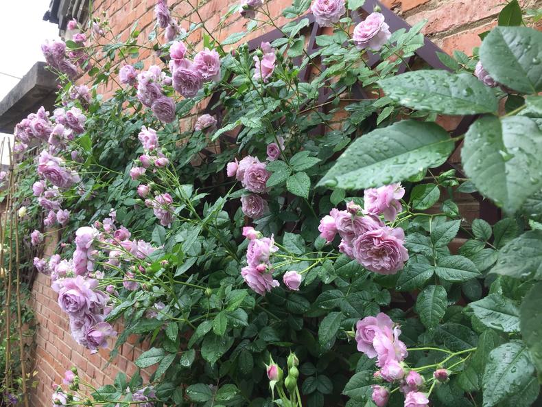 月季花蕾垂头怎么治,月季新芽萎蔫脱叶黑杆怎么养护