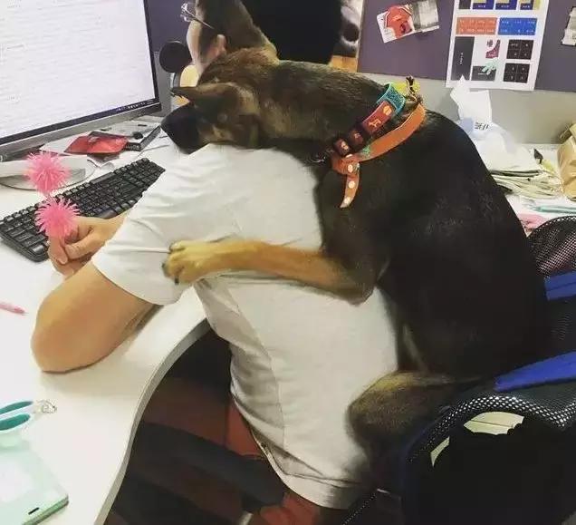 “带狗上班日”这只警犬就带着它的宠物狗狗来上班了……