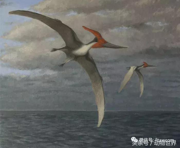 方舟无齿翼龙驯服教程,无齿翼龙有翅膀吗