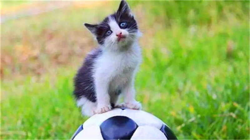 世界杯上最厉害的猫,法国纯种猫世界杯冠军