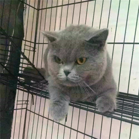 世界杯和国足身价对比,世界杯足球队价值排行榜